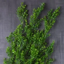 Green Boxwood Bush By Ashland® -Michaels Shop 10627315 22