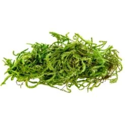 SuperMoss® Preserved Moss 11 SuperMoss® Preserved Moss -Michaels Shop 10627578 1