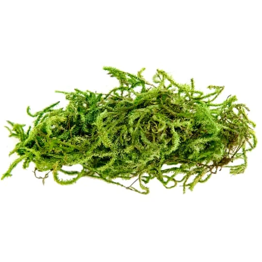 SuperMoss® Preserved Moss 5 SuperMoss® Preserved Moss - Image 5