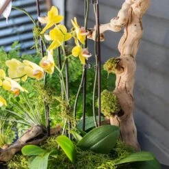 SuperMoss® Preserved Moss 9 SuperMoss® Preserved Moss -Michaels Shop 10627578 11