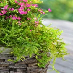 SuperMoss® Preserved Moss 10 SuperMoss® Preserved Moss -Michaels Shop 10627578 12