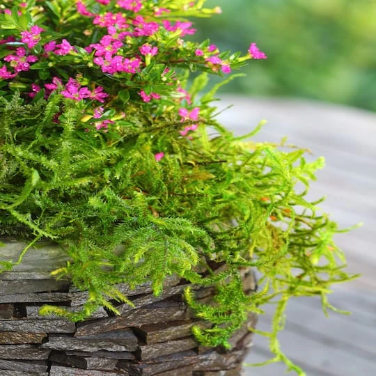 SuperMoss® Preserved Moss 4 SuperMoss® Preserved Moss - Image 4