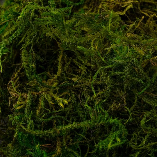 SuperMoss® Preserved Moss 7 SuperMoss® Preserved Moss - Image 7