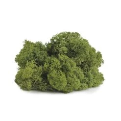 SuperMoss® 8oz. Basil Preserved Reindeer Moss 9 SuperMoss® 8oz. Basil Preserved Reindeer Moss -Michaels Shop 10627585 3