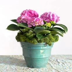 SuperMoss® Basil Reindeer Moss -Michaels Shop 10629837 3