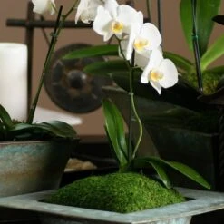 SuperMoss® Preserved Sheet Moss -Michaels Shop 10629850 3