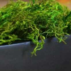 SuperMoss® Preserved Green Moss -Michaels Shop 10633641 2