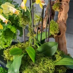 SuperMoss® Preserved Green Moss -Michaels Shop 10633641 3