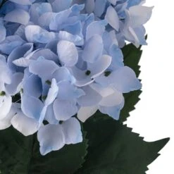 Light Blue Hydrangea Bush By Ashland® -Michaels Shop 10677452 20