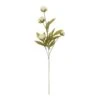 Cream Peony Stem By Ashland®