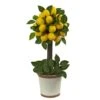 18" Potted Lemon Ball Topiary Arrangement