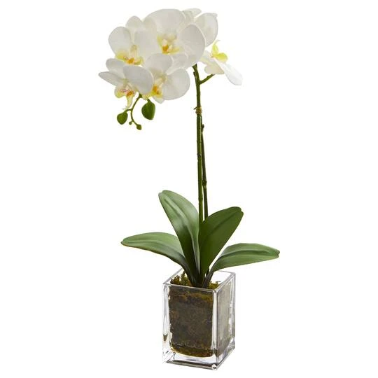 24" White Orchid Arrangement In Clear Glass Vase 1 24" White Orchid Arrangement In Clear Glass Vase