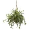 20" Spider Plant Hanging Basket