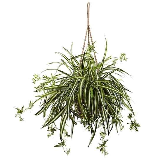 20" Spider Plant Hanging Basket 1 20" Spider Plant Hanging Basket