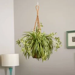 20" Spider Plant Hanging Basket 10 20" Spider Plant Hanging Basket -Michaels Shop D251627S 14