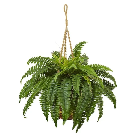 33" Boston Fern In Hanging Basket 2 33" Boston Fern In Hanging Basket - Image 2