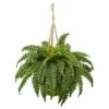 33" Boston Fern In Hanging Basket