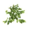 24” Pothos Hanging Bush, 3ct.