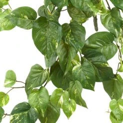 24” Pothos Hanging Bush, 3ct. -Michaels Shop D251656S 12
