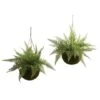 13'' Leather Fern In Mossy Hanging Basket, 2ct.