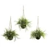 9'' Mini Ruscus, Sedum & Asparagus Fern Hanging Basket, 3ct.