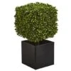 27" Boxwood Artificial Plant In Black Planter