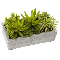 13" Succulent Garden With Concrete Planter