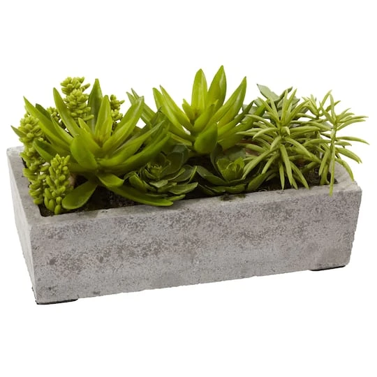 13" Succulent Garden With Concrete Planter 4 13" Succulent Garden With Concrete Planter - Image 4