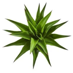 30" Potted Agave Plant -Michaels Shop D251718S 2