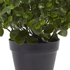 2ft. Potted Peperomia Plant -Michaels Shop D251783S 13