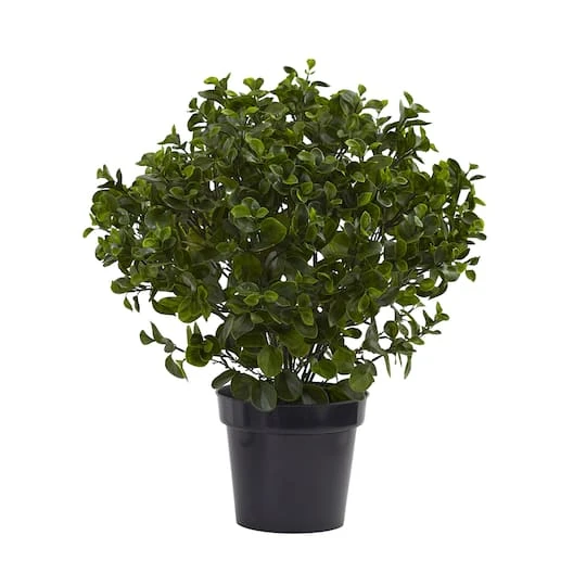 2.5ft. Potted Peperomia Plant 1 2.5ft. Potted Peperomia Plant