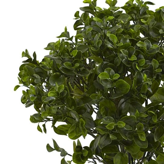 2.5ft. Potted Peperomia Plant 3 2.5ft. Potted Peperomia Plant - Image 3