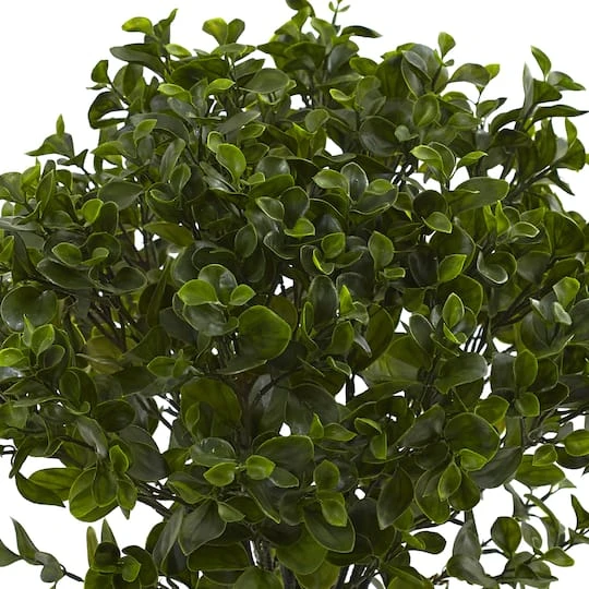 2.5ft. Potted Peperomia Plant 4 2.5ft. Potted Peperomia Plant - Image 4