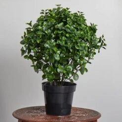 2.5ft. Potted Peperomia Plant 10 2.5ft. Potted Peperomia Plant -Michaels Shop D251786S 14