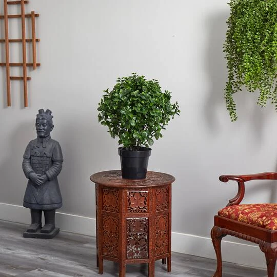 2.5ft. Potted Peperomia Plant 6 2.5ft. Potted Peperomia Plant - Image 6