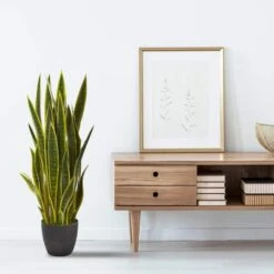 3ft. Potted Green & Yellow Snake Plant -Michaels Shop D251827S 12