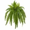 35” Boston Fern Plant, 2ct.