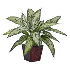 12" Potted Silver Queen Plant, 2ct. -Michaels Shop D251835S 2