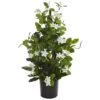 24” Potted White Stephanotis Climbing Plant