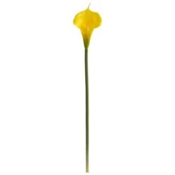 Yellow Calla Lily Stems, 12ct.