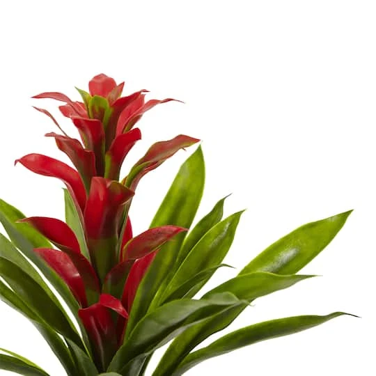 Red Bromeliad Flower, 4ct. 3 Red Bromeliad Flower, 4ct. - Image 3