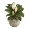 12in. Magnolia In Planter With Gold Trim