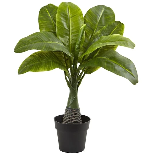 16" Potted Mini Banana Plant 1 16" Potted Mini Banana Plant