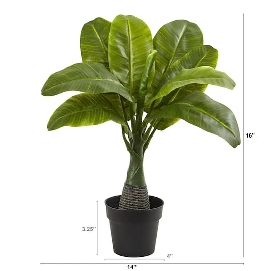 16" Potted Mini Banana Plant 3 16" Potted Mini Banana Plant - Image 3