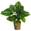 2.5ft. Large Leaf Philodendron Plant In Wicker Basket
