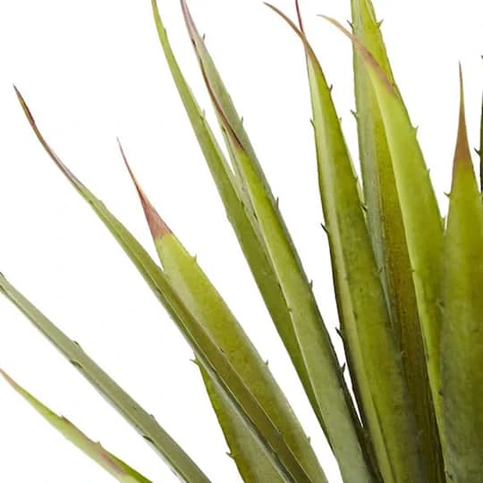 Green Spiky Agave Succulent, 2ct. 3 Green Spiky Agave Succulent, 2ct. - Image 3