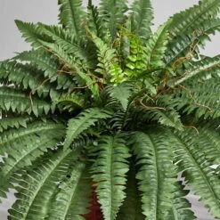 2.5ft. Boston Fern In Wood Vase -Michaels Shop D262481S 14