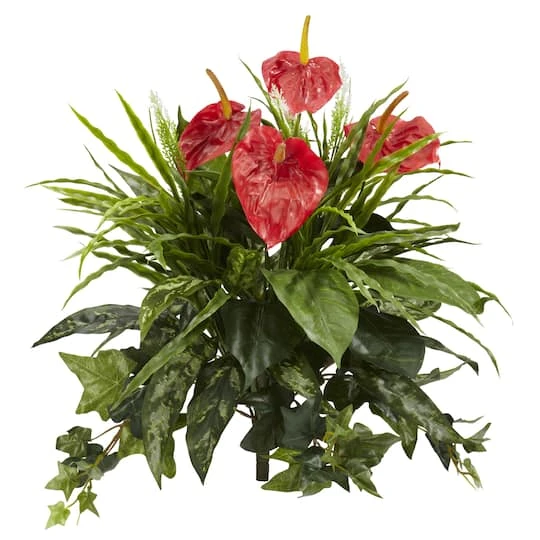 Red Mixed Anthurium Bush, 2ct. 1 Red Mixed Anthurium Bush, 2ct.