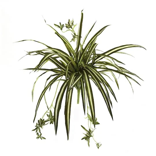 23" Spider Plant Bush, 4ct. 2 23" Spider Plant Bush, 4ct. - Image 2
