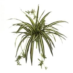 23" Spider Plant Bush, 4ct.
